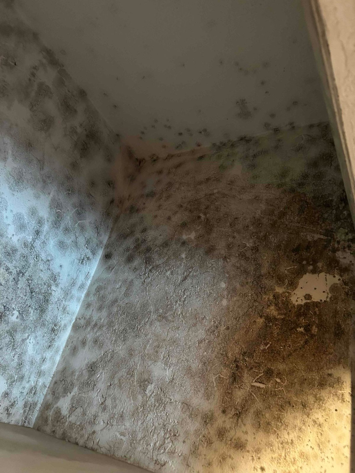 Mold Remediation